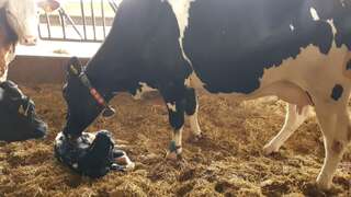 Neugeborenes Kalb im Stall Ein Kalb liegt frisch geboren im Stroh eines Stalls, noch nass vom Fruchtwasser.